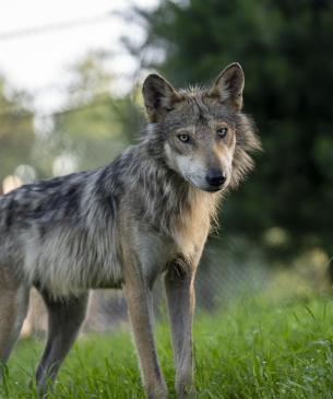 Mexican wolf