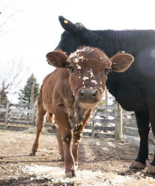 dexter cow with mother