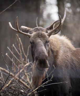 moose