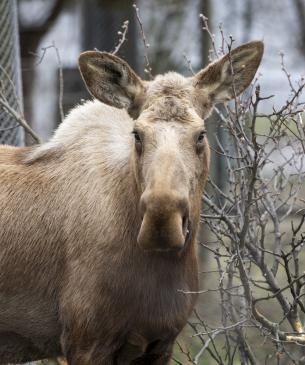 moose