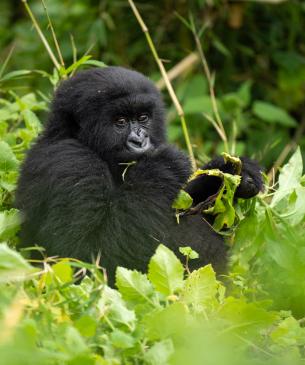 gorilla