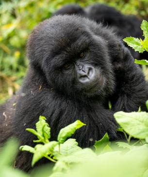 gorilla