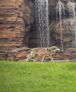 wolf by waterfall