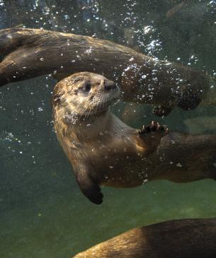 otter