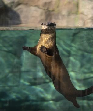 otter in water