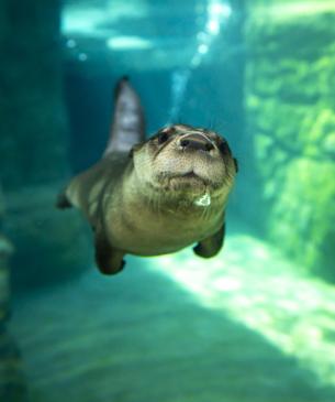 river otter