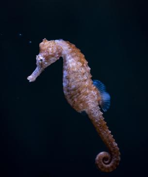 seahorse
