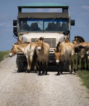 bus and horses