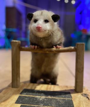 opossum training