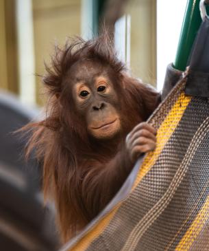 orangutan