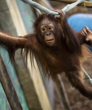 orangutan