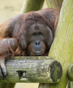 orangutan