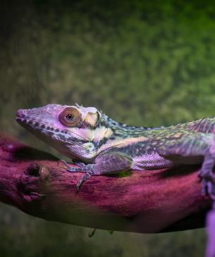 anole