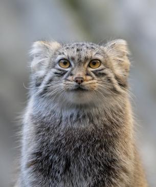 Pallas' cat