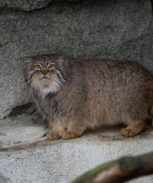 pallas cat