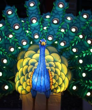 peacock lantern