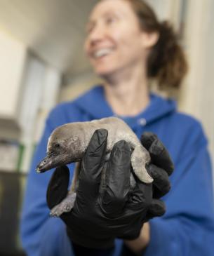 zookeeper holding penguin