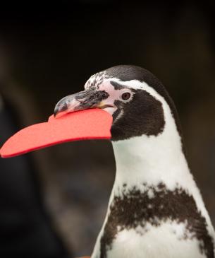 penguin with felt heart in beak