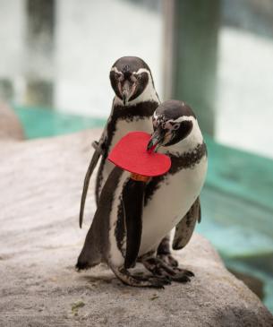 penguin with felt heart in beak