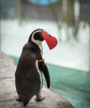 penguin with felt heart in beak