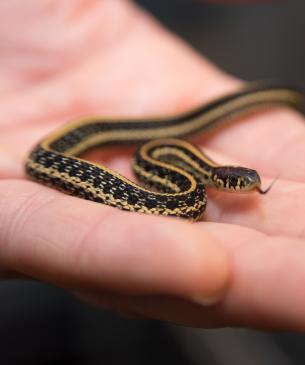snake in palm of hand