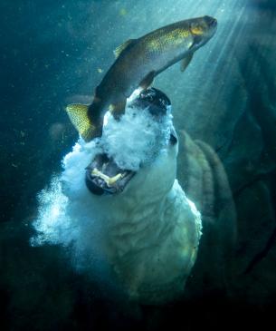 polar bear fishing