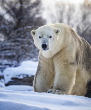 polar bear in snow