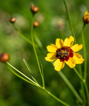 pollinator flowers