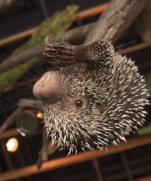 porcupine