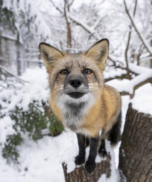 fox in the snow
