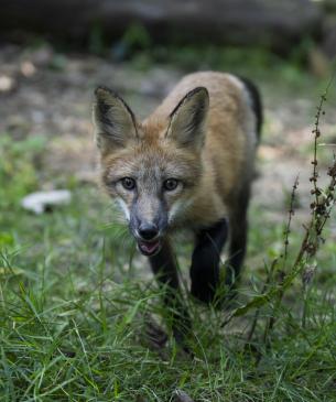 red fox