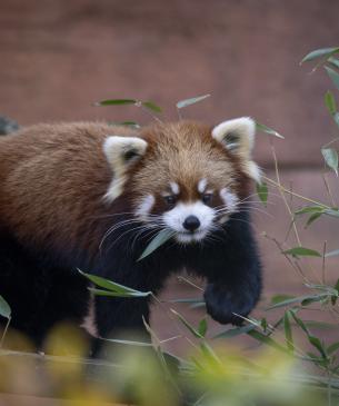 Red Panda walking