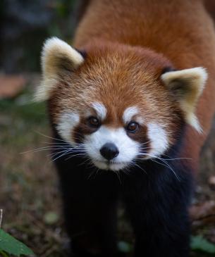 red panda