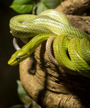 red tailed ratsnake