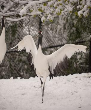 red crowned crane