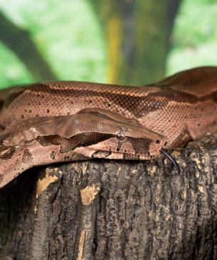 red tailed boa constrictor