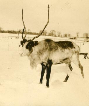 Reindeer in historic photo