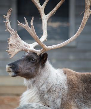 reindeer