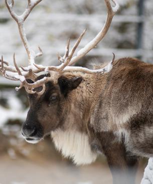 reindeer