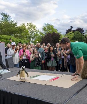 penguin on stage at zoo event