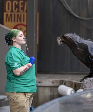 sea lion and trainer
