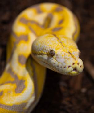 python