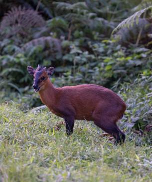 duiker