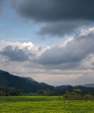 field