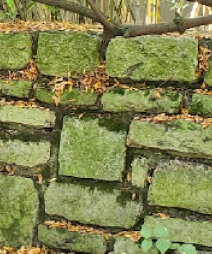 mossy rock wall