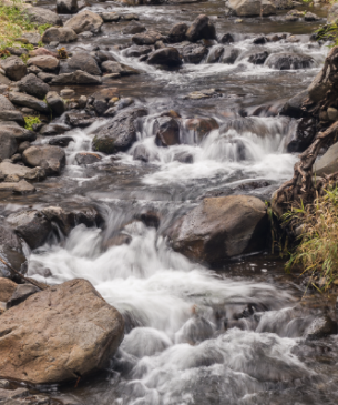 stream in forest