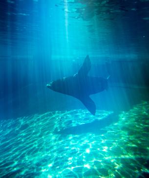 sea lion in water