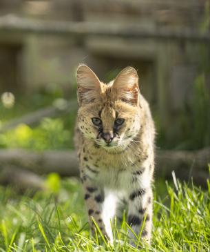 serval cat