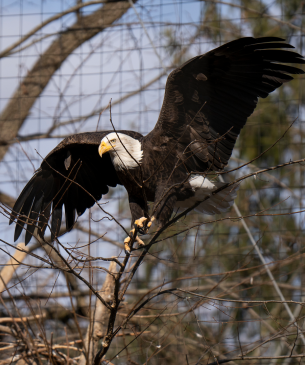 eagle