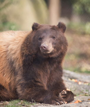 bear